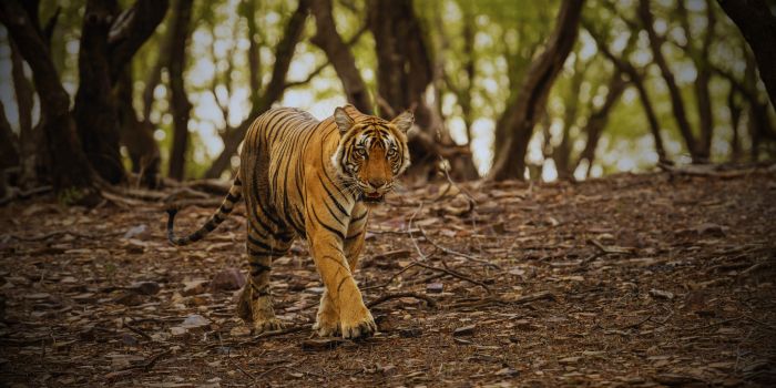 Tadoba